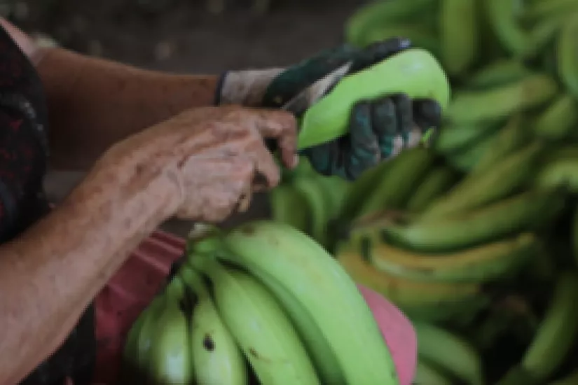 Virtueller Rundtisch zu Bauernrechten in Honduras