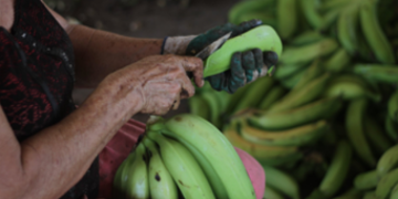 Virtueller Rundtisch zu Bauernrechten in Honduras