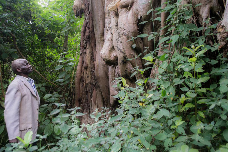 Ngai Mutuoboro unter einem Mugumo Baum (Foto: Delphine Taylor)